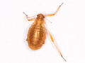 Cinara piceicola